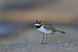 <p>KULÍK ŘÍČNÍ (Charadrius dubius) jižní Morava ---- /Little ringed plover - Flussregenpfeifer/</p>